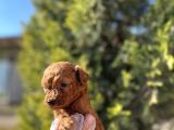 Avuç İçi Kadar Mutluluk Toy Poodle