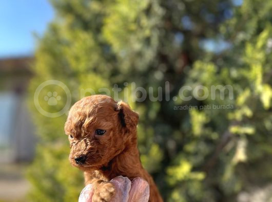 Avuç İçi Kadar Mutluluk Toy Poodle görsel