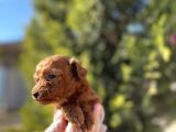 Avuç İçi Kadar Mutluluk Toy Poodle