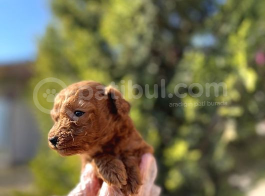 Avuç İçi Kadar Mutluluk Toy Poodle görsel