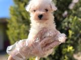 En Güzeli En Uygunu Maltese Bebekler