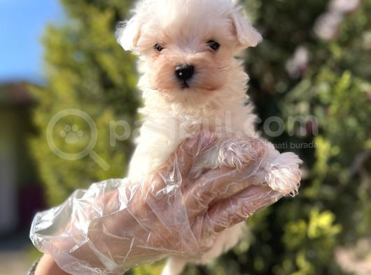 En Güzeli En Uygunu Maltese Bebekler görsel