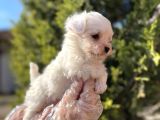 en güzeli en uygunu maltese bebekler