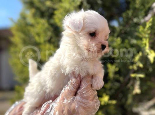 En Güzeli En Uygunu Maltese Bebekler
