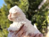 En Güzeli En Uygunu Maltese Bebekler