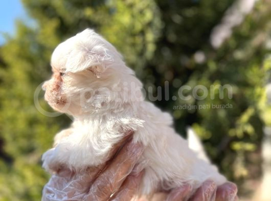 En Güzeli En Uygunu Maltese Bebekler görsel