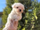 En Güzeli En Uygunu Maltese Bebekler