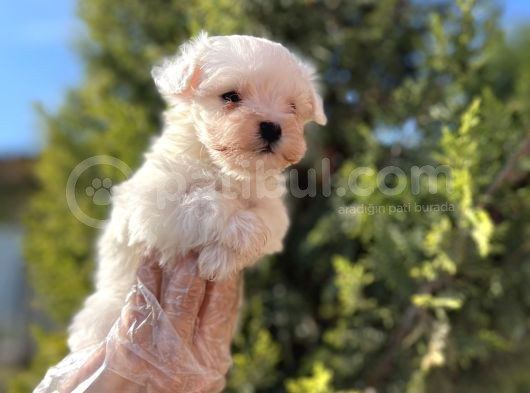 En Güzeli En Uygunu Maltese Bebekler görsel