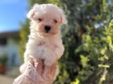 En Güzeli En Uygunu Maltese Bebekler