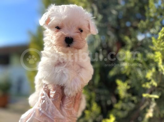 En Güzeli En Uygunu Maltese Bebekler görsel
