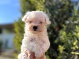 En Güzeli En Uygunu Maltese Bebekler