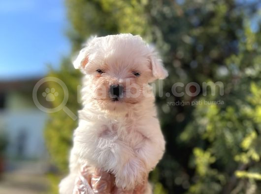 En Güzeli En Uygunu Maltese Bebekler görsel