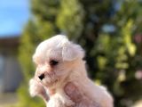 En Güzeli En Uygunu Maltese Bebekler