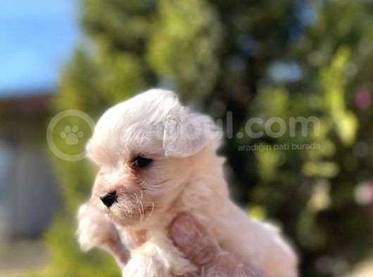 En Güzeli En Uygunu Maltese Bebekler görsel