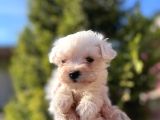 En Güzeli En Uygunu Maltese Bebekler