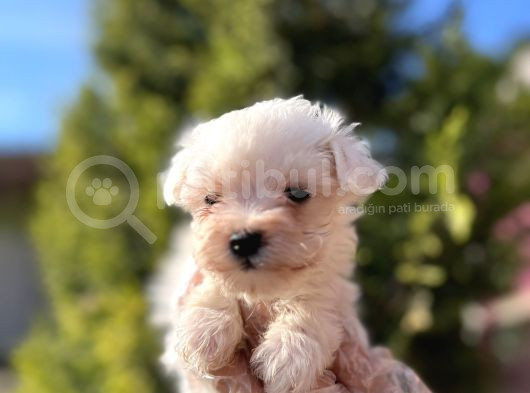 En Güzeli En Uygunu Maltese Bebekler görsel
