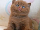 Nadir Bulunan Chocolate British Shorthair