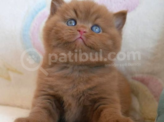 Nadir Bulunan Chocolate British Shorthair görsel
