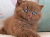 Nadir Bulunan Chocolate British Shorthair