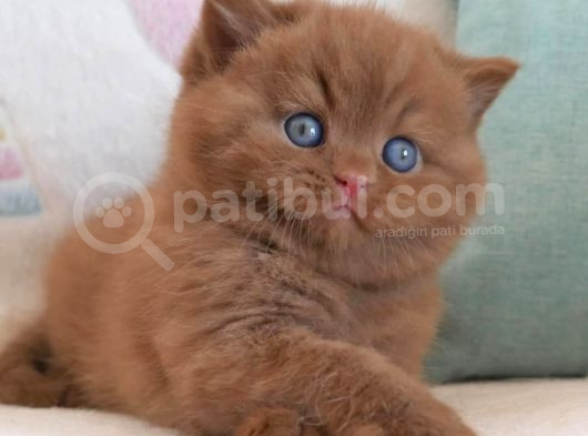 Nadir Bulunan Chocolate British Shorthair görsel