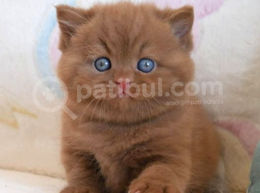 Nadir Bulunan Chocolate British Shorthair