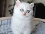 Pamuk Şekerimiz NS1133 British Shorthair