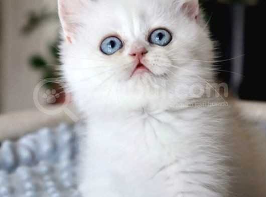 Pamuk Şekerimiz Ns1133 British Shorthair görsel