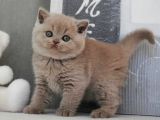 Sütlü Kahvenin En Açık Tonu Lilac British Shorthair