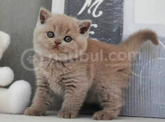 Sütlü Kahvenin En Açık Tonu Lilac British Shorthair görsel