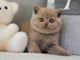 Sütlü Kahvenin En Açık Tonu Lilac British Shorthair