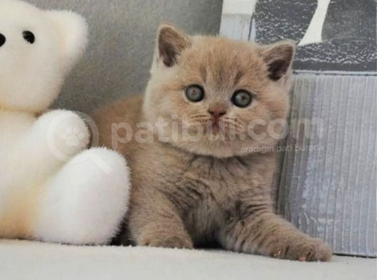 Sütlü Kahvenin En Açık Tonu Lilac British Shorthair görsel