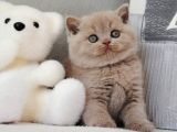 sütlü Kahvenin En Açık Tonu Lilac British Shorthair