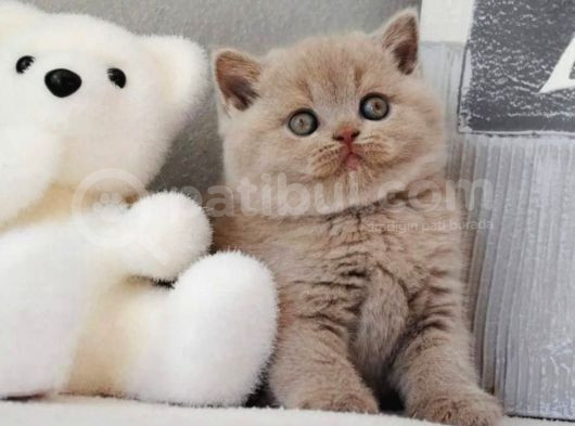 Sütlü Kahvenin En Açık Tonu Lilac British Shorthair