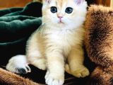 British Golden Shorthair Ny11 Erkek 2 Aylık