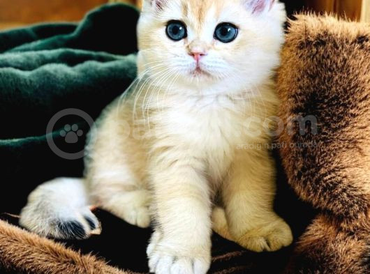 British Golden Shorthair Ny11 Erkek 2 Aylık görsel
