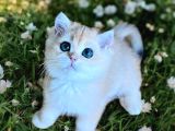 British Golden Shorthair Ny11 Erkek 2 Aylık