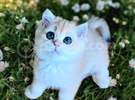 British Golden Shorthair Ny11 Erkek 2 Aylık görsel