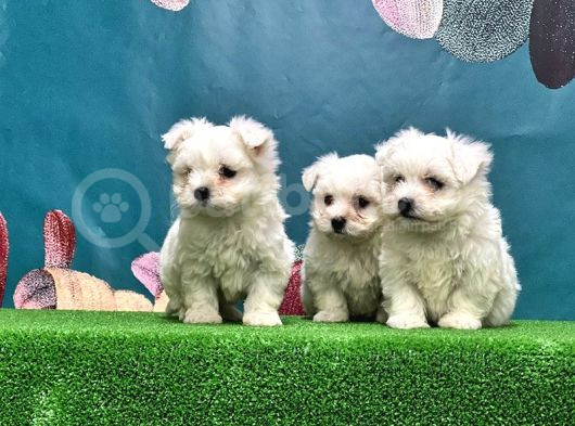 En Özeli̇ En Güzeli̇  En Uygunu Maltese Dog görsel