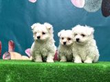 En Özeli̇ En Güzeli̇  En Uygunu Maltese Dog