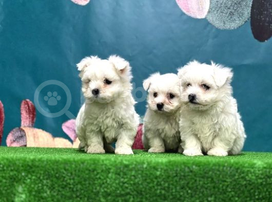 En Özeli̇ En Güzeli̇  En Uygunu Maltese Dog görsel