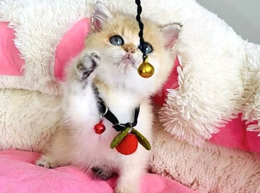 Acil Çok Uyguna Golden Ny12 Brıtısh Shorthair görsel