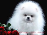 Ayı Suratlı POMERRİAN BOO YAVRUMUZ