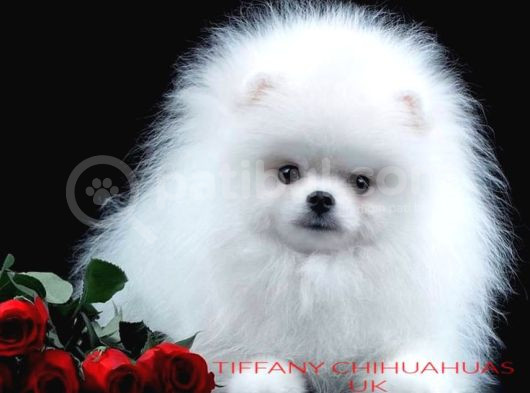 Ayı Suratlı Pomerri̇an Boo Yavrumuz