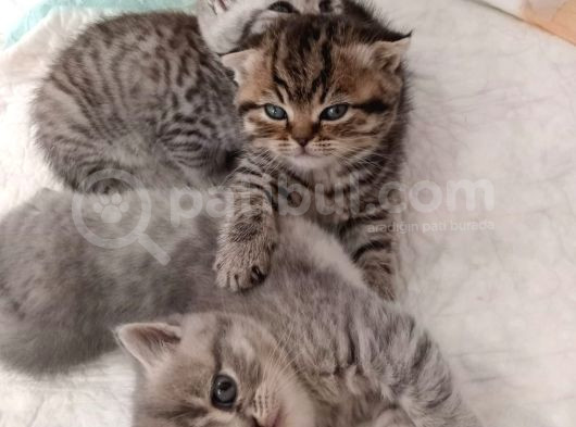 7 Haftalık Evde Büyüyen Aile Dostu Melekler görsel