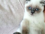 Sağlıklı Kendi Kendimizin Orjinal Pamuk Yavruları