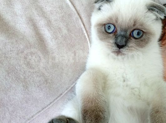 Sağlıklı Kendi Kendimizin Orjinal Pamuk Yavruları görsel
