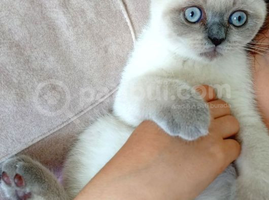 Sağlıklı Kendi Kendimizin Orjinal Pamuk Yavruları görsel