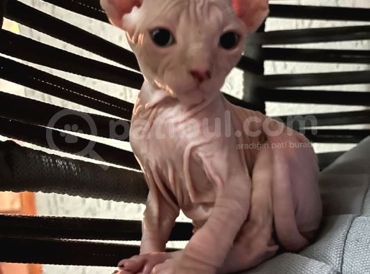 Muazzamlar görsel