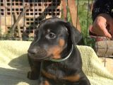 King Dobermanlar