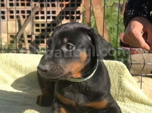 King Dobermanlar görsel